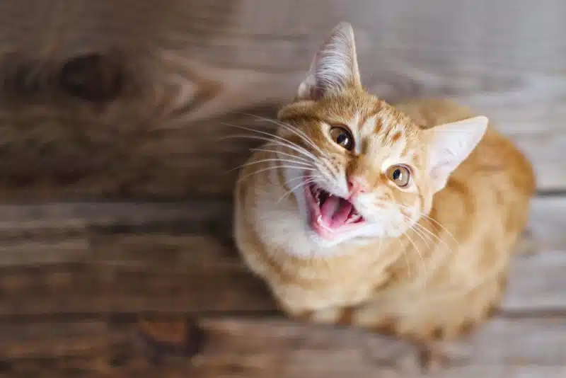 cat language meow