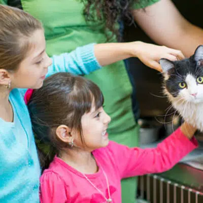 cat adoption