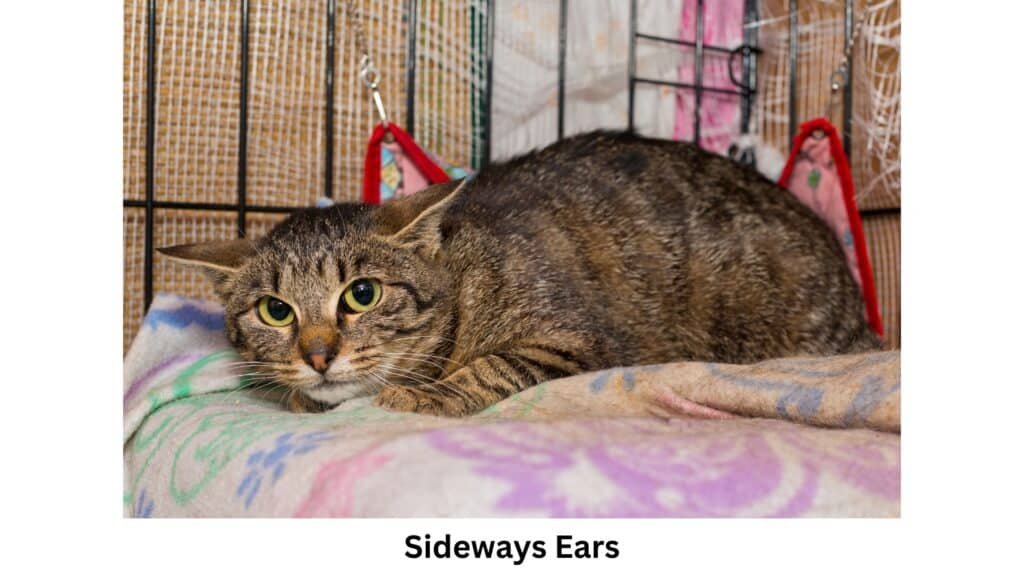 cat language ears sideways