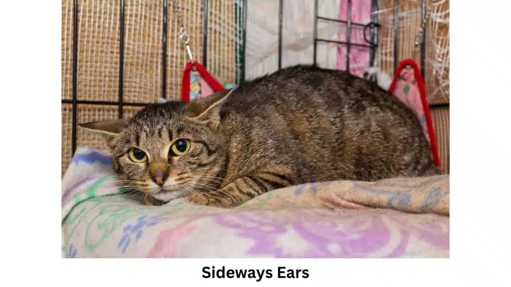 cat language ears sideways
