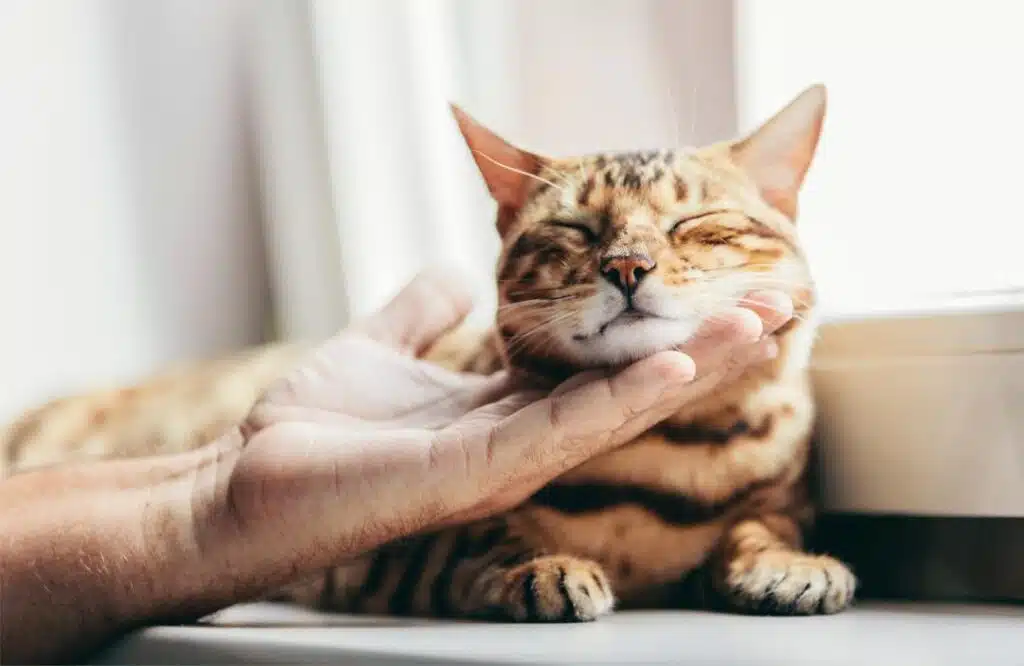 cat purring