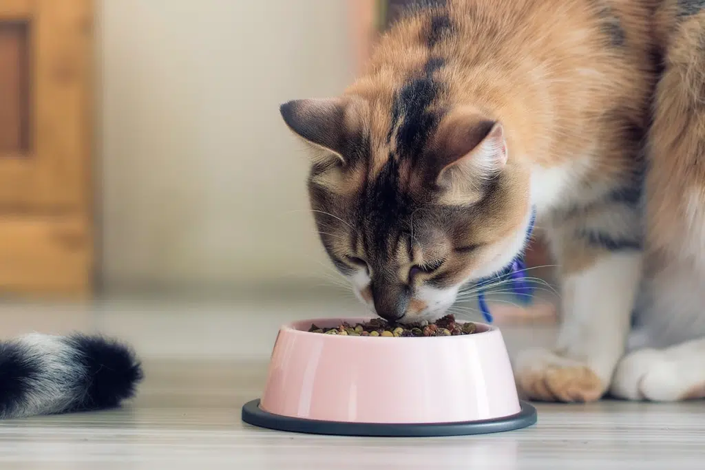 proper cat nutrition and diet